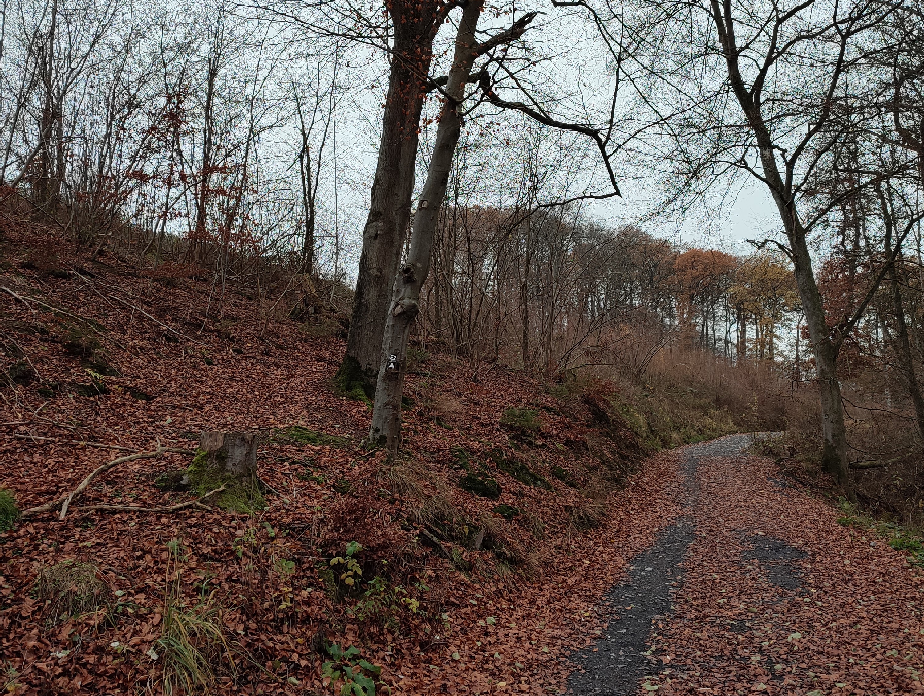 Fhrung durch den Brgerwald Ense mit Frster Allen Mitchel